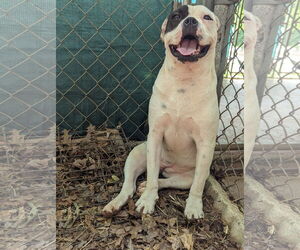 Boxer-Unknown Mix Dogs for adoption in McCormick, SC, USA