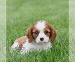 Small #2 Cavalier King Charles Spaniel