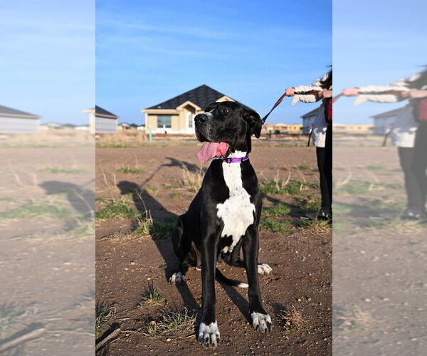 Medium Photo #1 Great Dane Puppy For Sale in Bullard, TX, USA