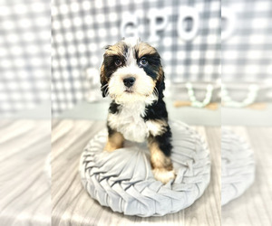 Bernedoodle (Miniature) Puppy for sale in MARIETTA, GA, USA