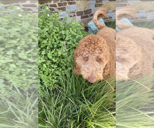 Medium Photo #1 Goldendoodle Puppy For Sale in BREA, CA, USA