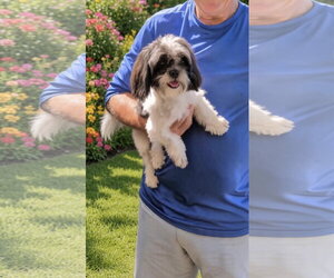 Sophie Mae - Female Shih Tzu Dog for Adoption - Photo #2