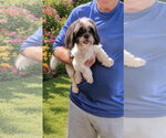 Small Photo #2 Shih Tzu Puppy For Sale in Weston, FL, USA