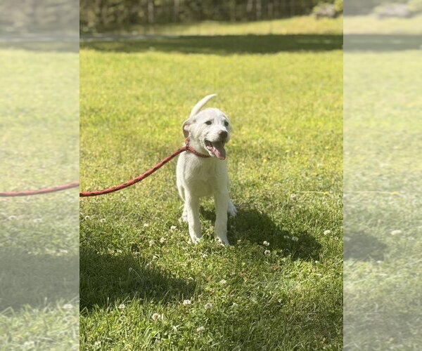 Medium Photo #3 Great Pyrenees-Unknown Mix Puppy For Sale in Yardley, PA, USA
