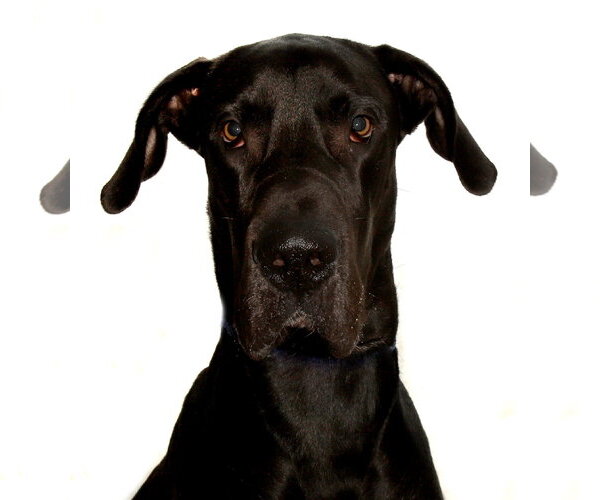 Medium Photo #4 Great Dane Puppy For Sale in Oakland Park, FL, USA