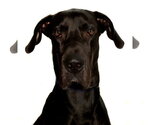 Small Photo #4 Great Dane Puppy For Sale in Oakland Park, FL, USA