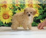 Pretzel - Male Poodle (Toy) Puppy for Sale - Photo #16