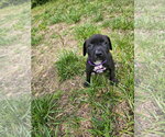 Small #1 American Staffordshire Terrier Mix