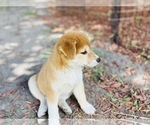 Small Photo #30 Shiba Inu Puppy For Sale in FREMONT, CA, USA