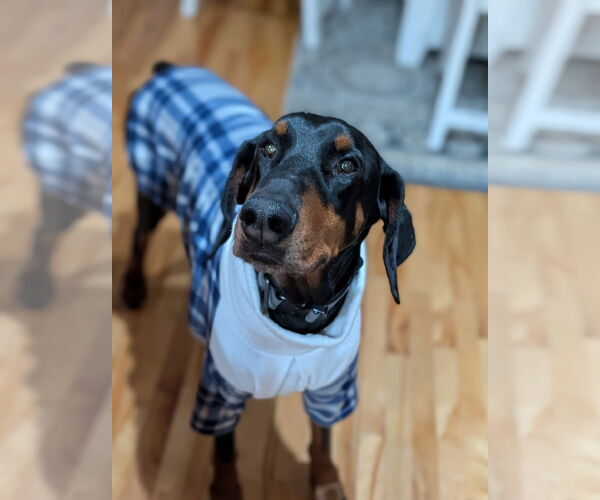 Medium Photo #1 Doberman Pinscher Puppy For Sale in Buffalo, MN, USA