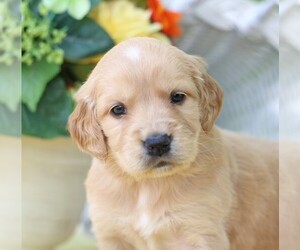 Golden Irish Puppy for sale in JONES, MI, USA