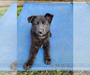 German Shepherd Dog Puppy for sale in MISSOURI CITY, TX, USA