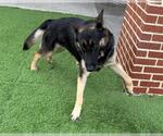 Small #1 German Shepherd Dog Mix