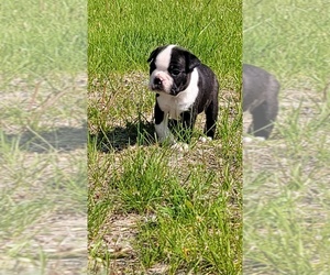 Boston Terrier Puppy for sale in HENNING, MN, USA
