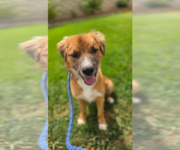 Medium Photo #3 Australian Retriever Puppy For Sale in Newport Beach, CA, USA