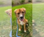 Small #2 Australian Retriever