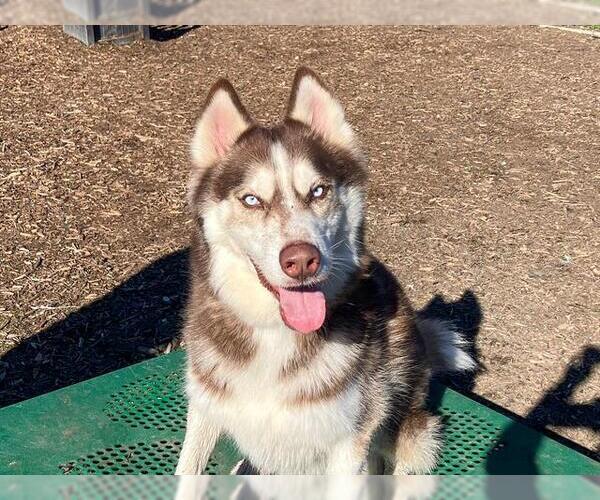 Medium Photo #1 Siberian Husky Puppy For Sale in Orange, CA, USA