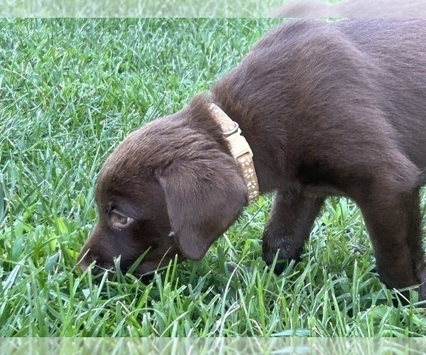 Medium Photo #10 Labrador Retriever Puppy For Sale in MARYVILLE, TN, USA