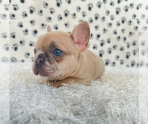 French Bulldog Puppy for sale in FOREST HILL, MD, USA