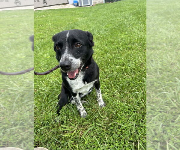 Medium Photo #1 Mutt Puppy For Sale in Linton, IN, USA