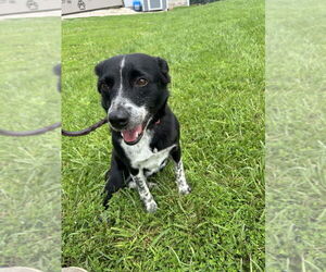 Mutt Dogs for adoption in Linton, IN, USA