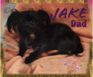 Father of the Yorkshire Terrier puppies born on 10/28/2022