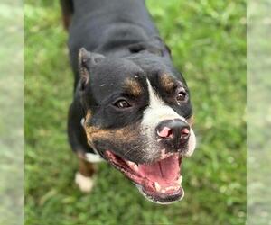 American Pit Bull Terrier-Unknown Mix Dogs for adoption in Tulsa, OK, USA