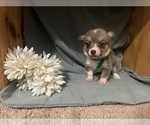 Small #1 Pembroke Welsh Corgi