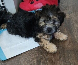 ShihPoo Puppy for sale in FORT WORTH, TX, USA