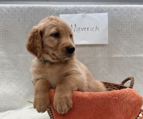 Medium Photo #3 Golden Retriever Puppy For Sale in OWEN, WI, USA