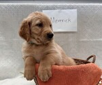 Small #2 Golden Retriever