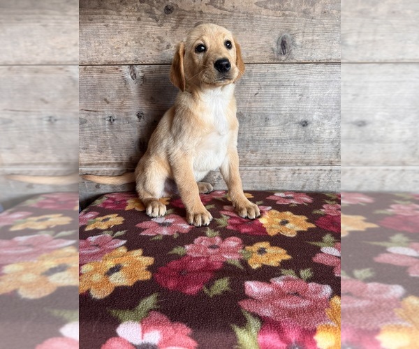 Medium Photo #17 Labrador Retriever Puppy For Sale in VERMONTVILLE, MI, USA