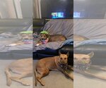Small #28 American Pit Bull Terrier Mix