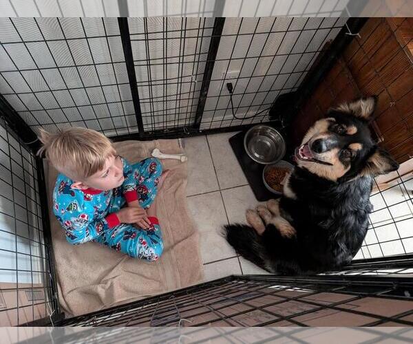 Medium Photo #4 Gerberian Shepsky Puppy For Sale in Incline Village, NV, USA