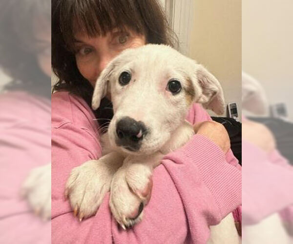 Medium Photo #2 Golden Labrador Puppy For Sale in Mt. Laurel, NJ, USA