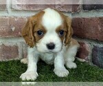 Small #1 Cavalier King Charles Spaniel