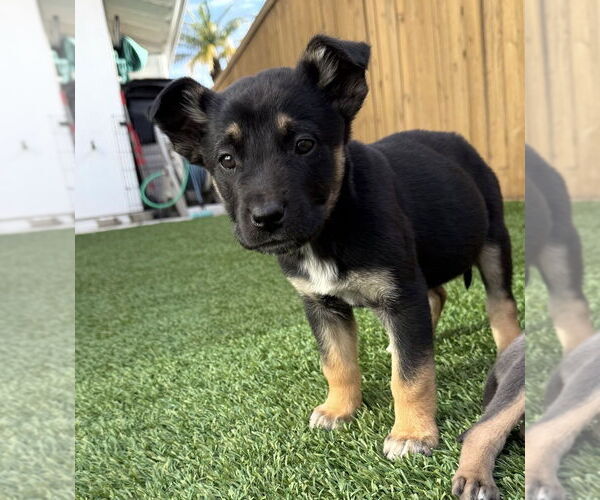 Medium Photo #1 Mutt Puppy For Sale in Dana Point, CA, USA