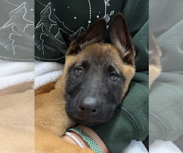 Medium Photo #2 Mutt Puppy For Sale in Imlay City, MI, USA