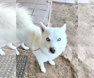Siberian Husky-Unknown Mix Dogs for adoption in Carrollton, TX, USA