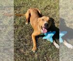 Small #1 Labrador Retriever Mix