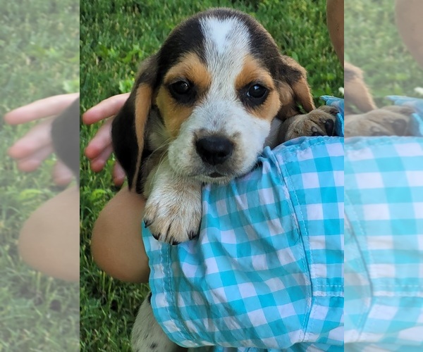 Medium Photo #5 Beagle Puppy For Sale in FENNIMORE, WI, USA