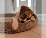 Small #27 American Pit Bull Terrier-Treeing Walker Coonhound Mix