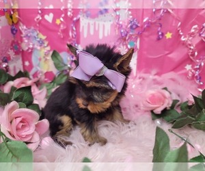Medium Yorkshire Terrier