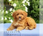 Small #2 Cavapoo