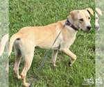 Small #3 Labrador Retriever-Retriever  Mix