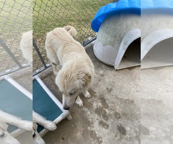 Medium Photo #4 Great Pyrenees-Unknown Mix Puppy For Sale in Croydon, NH, USA