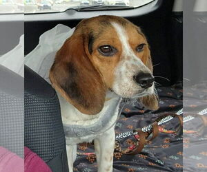 Beagle Dogs for adoption in Dunnellon, FL, USA