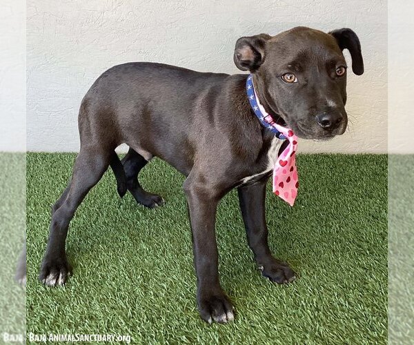 Medium Photo #3 Bulldog-Labrador Retriever Mix Puppy For Sale in San Diego, CA, USA
