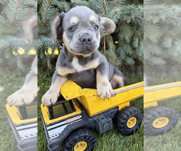 Medium Photo #2 French Bulldog Puppy For Sale in MIDDLEBURY, IN, USA