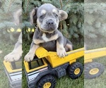 Small #1 French Bulldog